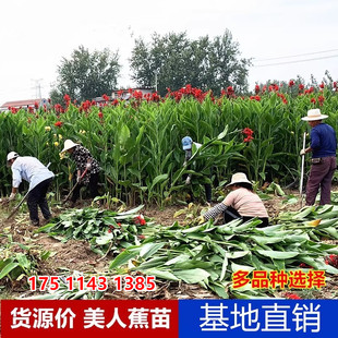 水生红色美人蕉花苗矮生粉色花叶紫叶美人蕉黄色河道浮岛水生植物