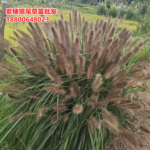 紫穗狼尾草野生观赏宿根植物