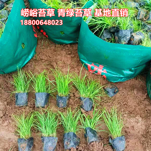 200盆青绿苔草苗崂峪苔草杯苗袋苗盆苗工程绿化护坡绿草皮观赏草