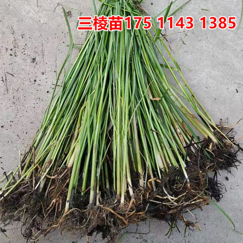 三棱苗河岸水草净化水质
