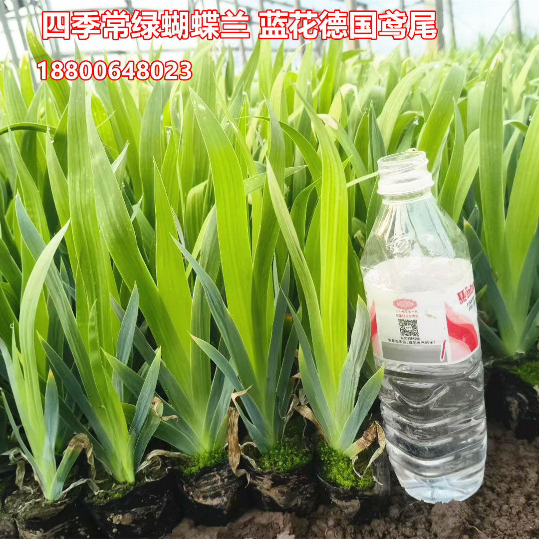 200盆蝴蝶兰花苗德国鸢尾蓝花鸢尾陆地耐旱耐寒常绿观赏地被花草