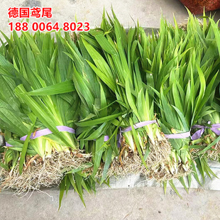 德国鸢尾常绿鸢尾蝴蝶兰耐寒耐旱观赏兰花植物宿根花草花卉植物