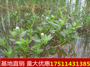 水花生放放水里就会活水草大聚藻净化水质挺水生植物池塘水培