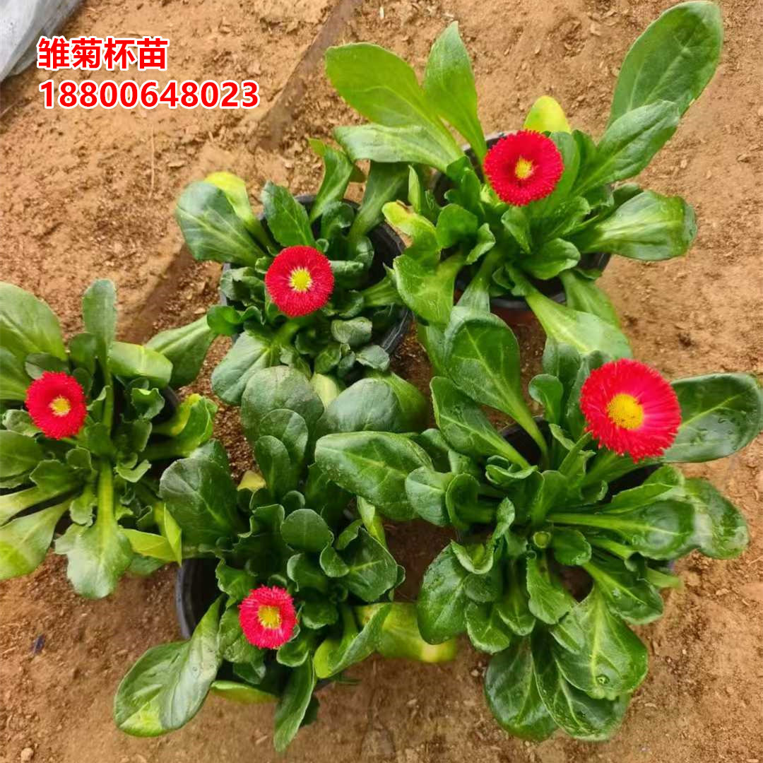 500盆小雏菊花苗杯苗滨菊花苗