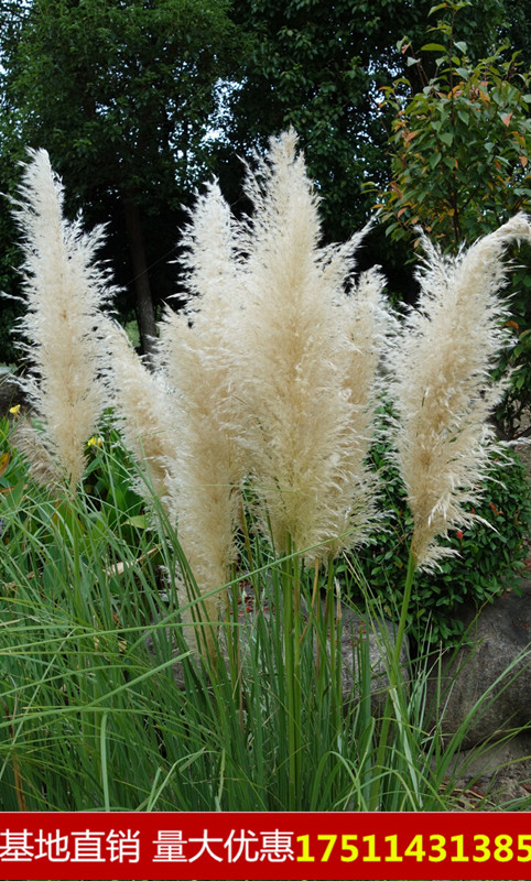 蒲苇苗多年生宿根挺水型水生观赏花卉食用东方香蒲草蒲黄蒲苇籽