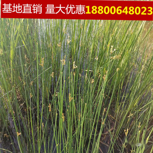 灯芯草花苗水生植物灯心草苗水灯芯中草药清火煲汤材龙须草