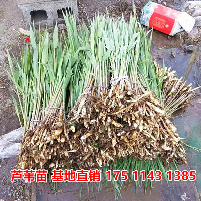 芦苇苗水生植物芦竹芦苇根