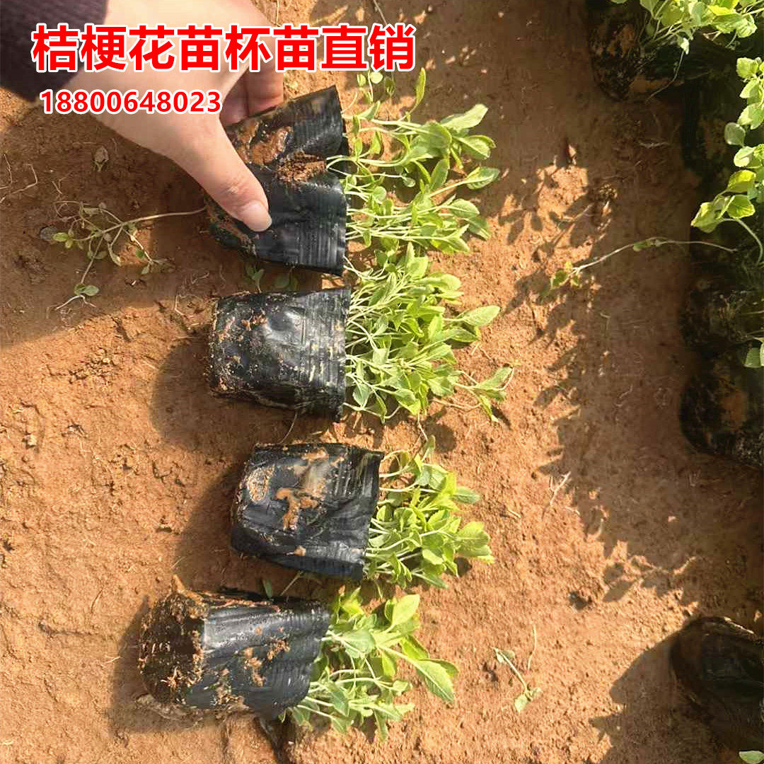 花幽谷200盆桔梗花苗绿化造景