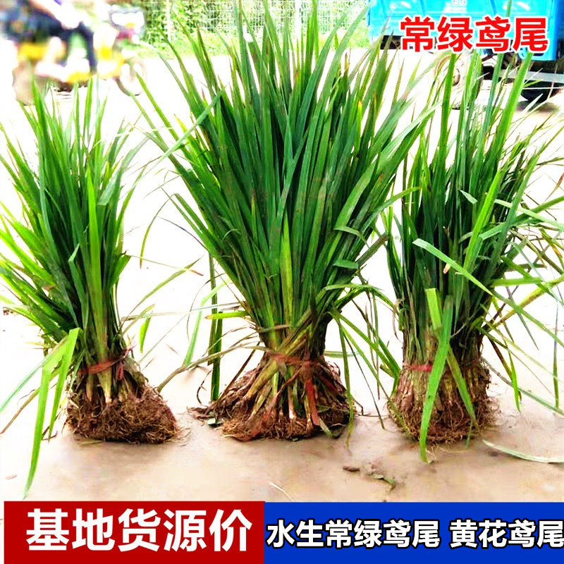 常绿鸢尾菖蒲水生植物四季耐寒图片