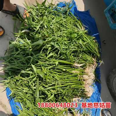 水生植物慈姑种苗茨菇种球慈菇水培茨菰水草阳台鱼缸造景净化水质