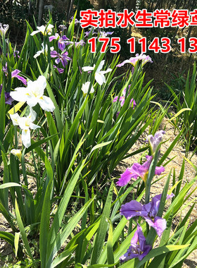 水生常绿鸢尾苗盆栽多色鸢尾蓝色花菖蒲四季常绿黄菖蒲苗水生植物