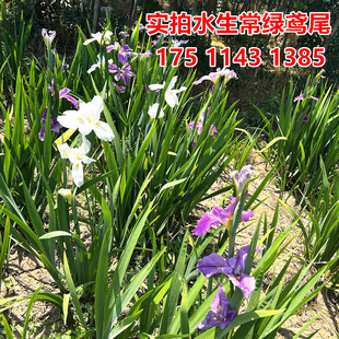 水生常绿鸢尾苗盆栽多色鸢尾蓝色花菖蒲四季常绿黄菖蒲苗水生植物