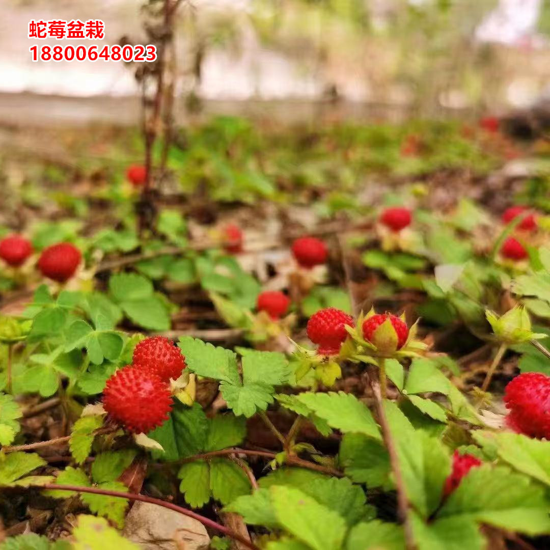 花幽谷野生草莓苗盆栽可食用