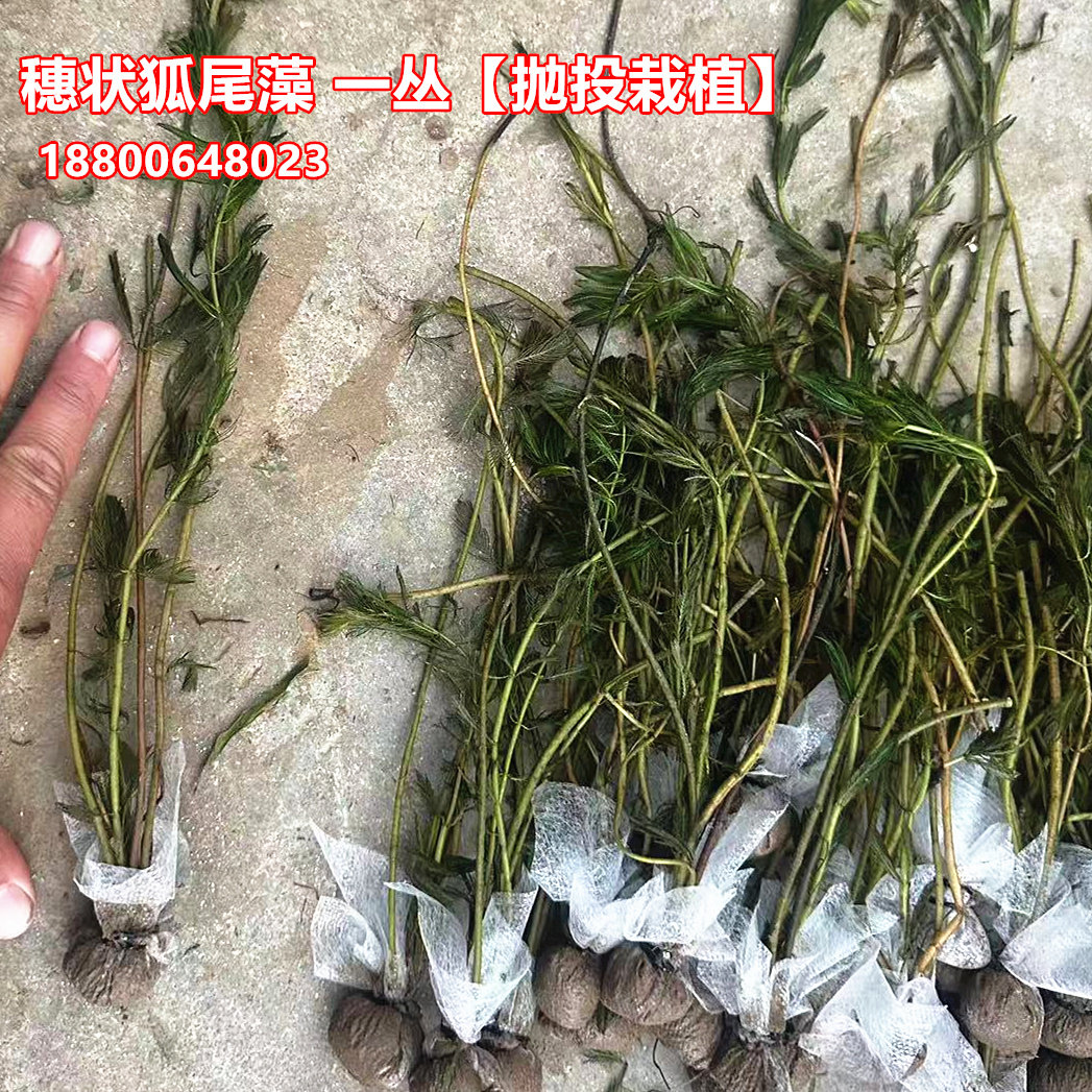 穗状狐尾藻袋苗盆苗沉水植物河道工程绿化水草净化水质池塘虾蟹草
