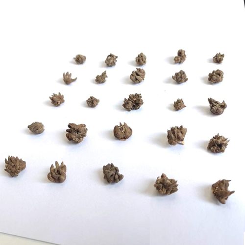 2025正宗野生猫爪草中药材精品小爪新鲜干货水洗正品猫爪草500克