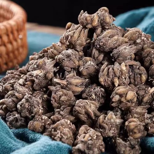 正宗新品野生精品猫爪草中药材猫爪草新鲜水洗三遍无琉优选猫爪草