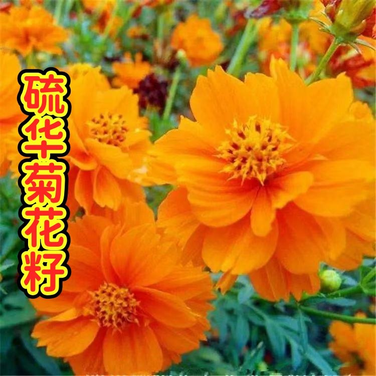 适合夏季播种的花耐热耐晒花种易活硫华菊花籽种室外野花耐旱花草
