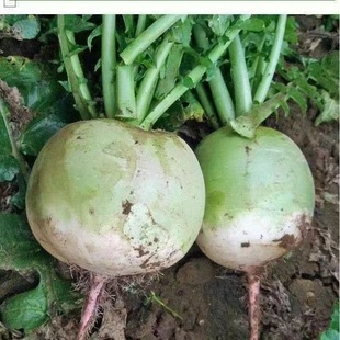 美娇红杂交心里美萝卜种子北京满堂红萝卜种籽红心秋季水果萝卜孑