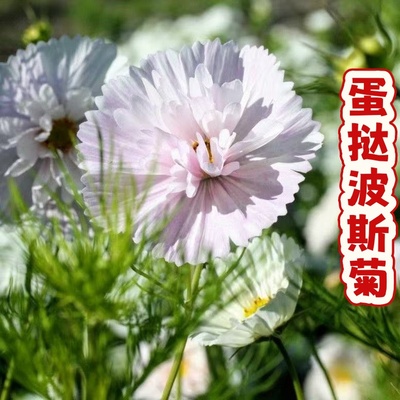 蛋挞波斯菊种子混色纸杯蛋糕格桑花种籽可切花花坛阳台盆栽春季播