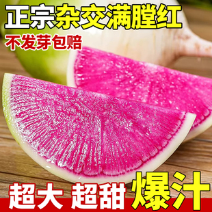 百耕杂交满膛红萝卜种子四季阳台盆栽樱桃凤梨沙窝水果萝卜种籽苗