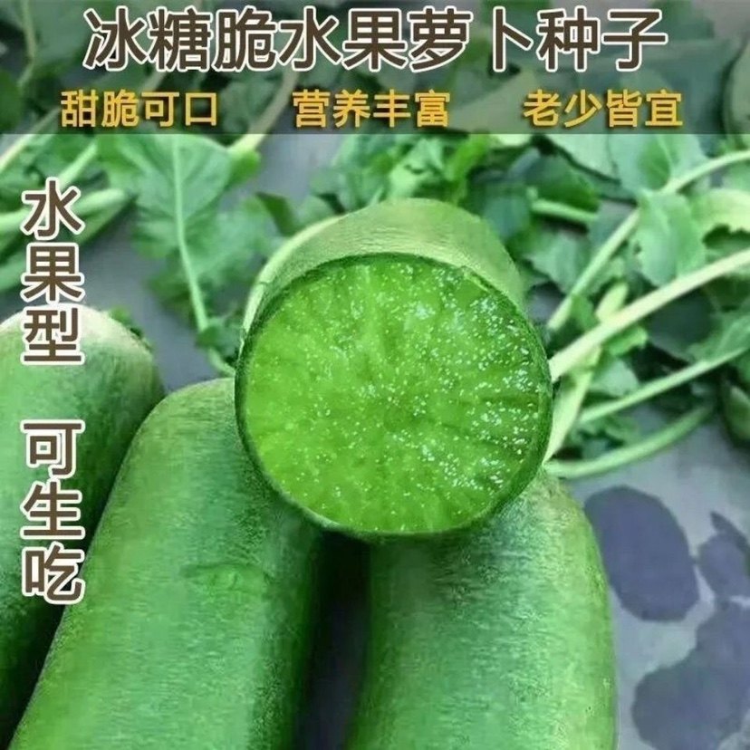 冰糖水果萝卜生吃脆甜农家蔬菜四季高产易播种阳台盆栽沙窝绿萝卜,鲜花速递/花卉仿真/绿植园艺,家庭园艺种子,淘宝优惠券,粉丝福利购,淘宝优惠卷