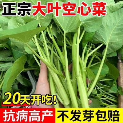 三叉空心菜耐热青菜新鲜当季蔬菜 四季空心菜种子 蔬菜种子
