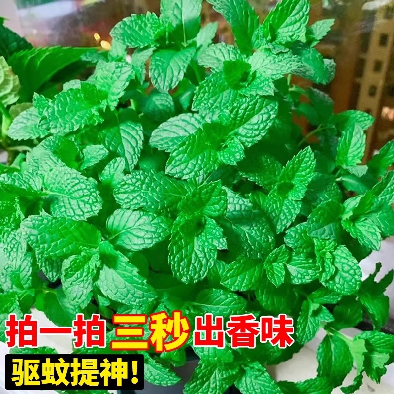 薄荷种籽子可食用四季种植香水留兰香猫薄荷驱蚊室内阳台盆栽花籽