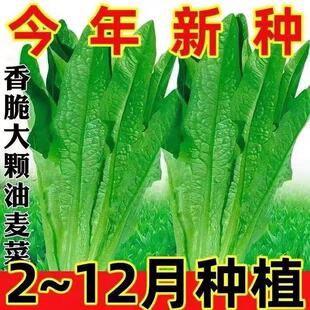 菜种子四季蔬菜种子上海青生菜小葱小白香菜高产易种 速生油麦菜
