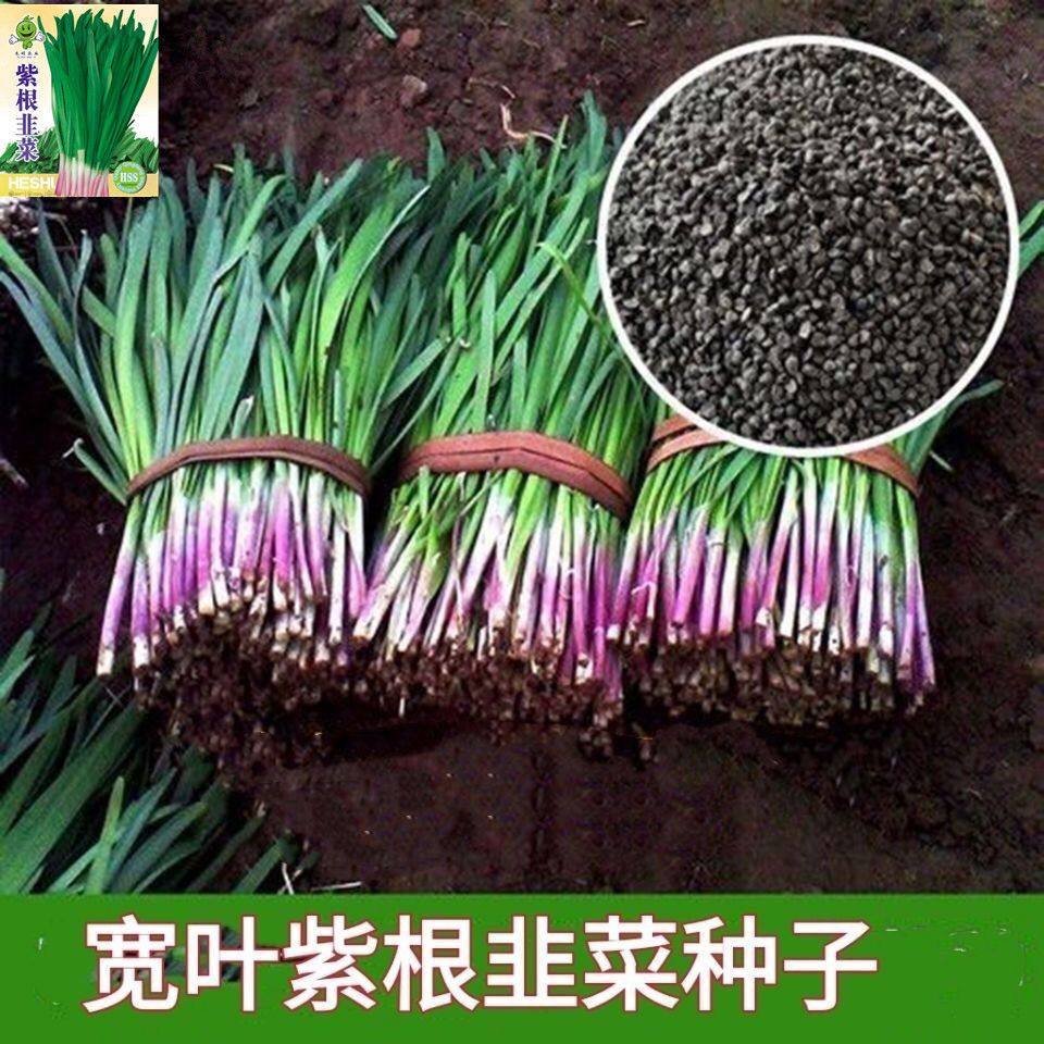 宽叶紫根韭菜种子韭菜籽庭院阳台盆栽耐寒大叶蔬菜种子四季高产,农用物资,花卉林木种子/种苗/种球,淘宝优惠券,粉丝福利购,淘宝优惠卷