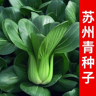 黑叶矮脚苏州青种子黑大头上海青高产油菜籽种小青菜四季蔬菜种植