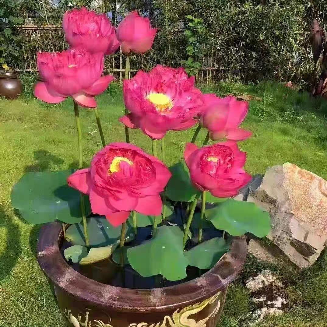 荷花种根苗大型观赏荷花苗盆栽水培池塘藕种碗莲睡莲花卉水生植物