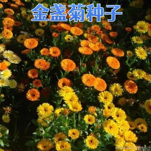 金盏菊种子金盏花耐寒花种子景观绿化庭院观花种子阳台盆栽草花卉