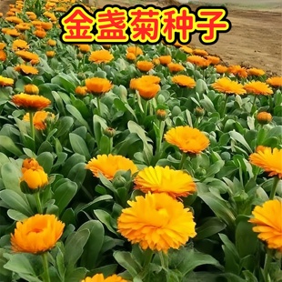 观花种子金盏菊种子金盏花耐寒花种子景观绿化庭院阳台盆栽草花卉