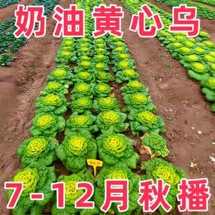 黄心乌菜种种子种籽乌塌菜雪里金花青菜蔬菜孑白菜黑菜乌塔菜菜籽