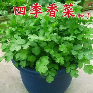 易发芽大叶香菜种子香菜籽耐热四季阳台室内盆栽种籽蔬菜种子大全