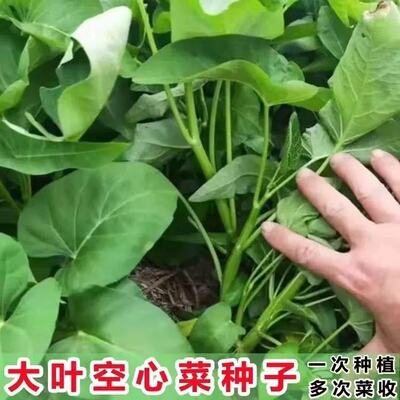 大叶空心菜种子通心菜种籽四季高产大叶青菜籽种蔬菜种孑