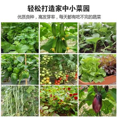 蔬菜种子大全青菜乌塌菜白菜四季种植葱苏州青萝卜上海青菠菜香菜