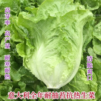 意大利生菜种子生菜种籽包心生菜种孑四季阳台盆栽蔬菜种籽生菜籽