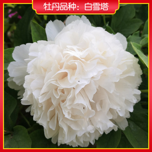牡丹【白雪塔】庭院地栽 阳台盆栽 菏泽正宗观赏牡丹花苗
