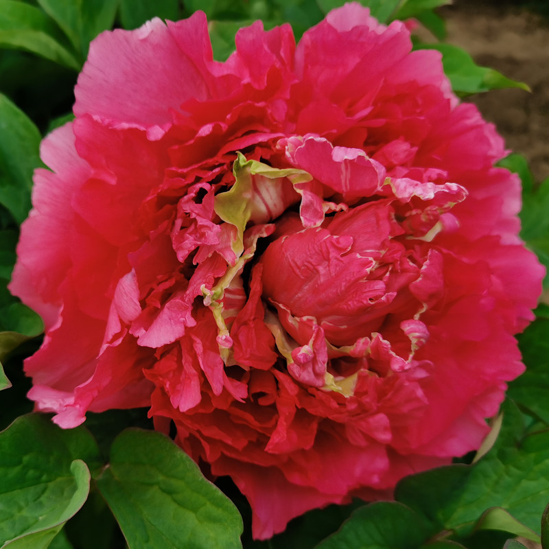 【霓虹幻彩】 菏泽正宗观赏牡丹花苗 庭院地栽 木本花卉