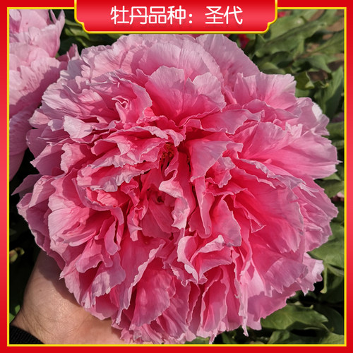 牡丹【圣代】庭院地栽 阳台盆栽 菏泽正宗观赏牡丹花苗