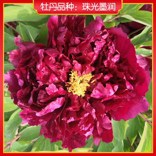 牡丹【珠光墨润】庭院地栽 阳台盆栽 菏泽正宗观赏牡丹花苗