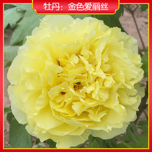 牡丹【金色爱丽丝】庭院地栽 阳台盆栽 菏泽正宗观赏牡丹花苗
