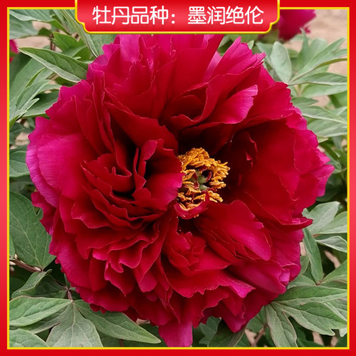 牡丹【墨润绝伦】庭院地栽 阳台盆栽 菏泽正宗观赏牡丹花苗