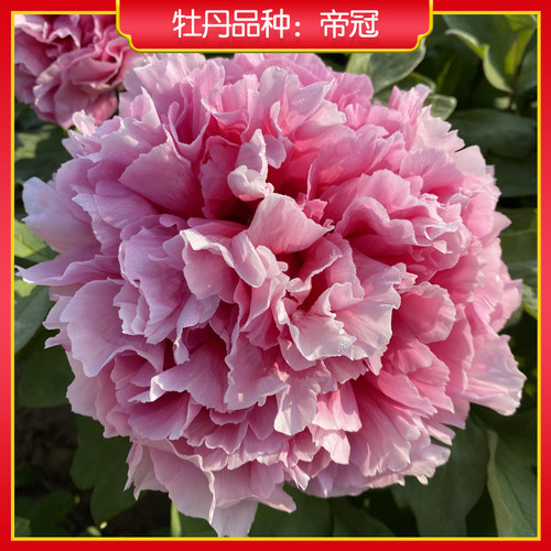 牡丹【帝冠】庭院地栽 阳台盆栽 菏泽正宗观赏牡丹花苗