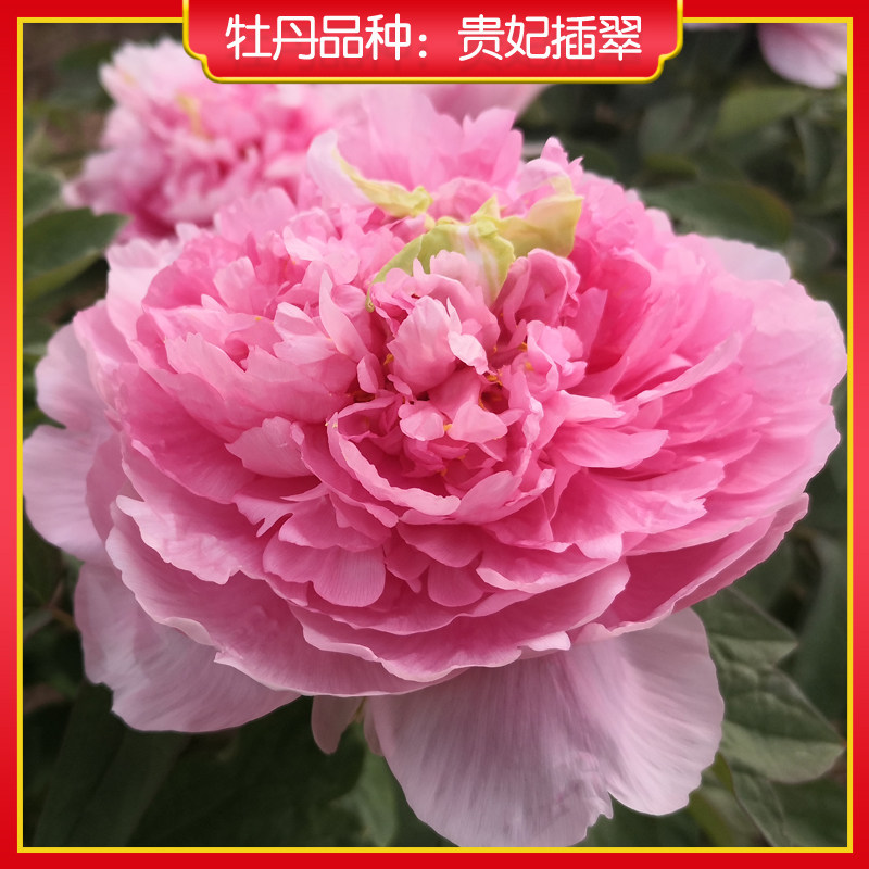 牡丹【贵妃插翠】山东菏泽正宗观赏牡丹花苗 庭院地栽 阳台盆栽