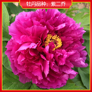 牡丹紫二乔【洛阳红】先发营养肥 秋季发苗 菏泽正宗观赏牡丹花苗