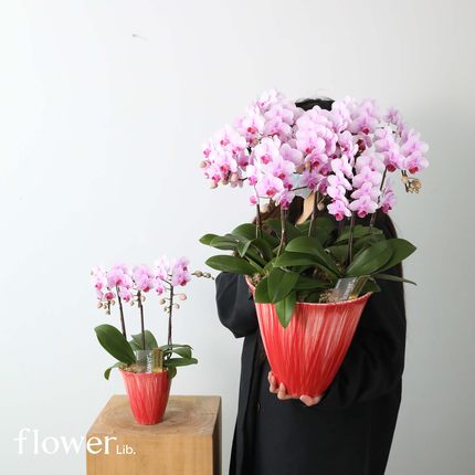 [幸福来临]植物图书馆杭州同城日本进口椎名蝴蝶兰新年创意盆栽