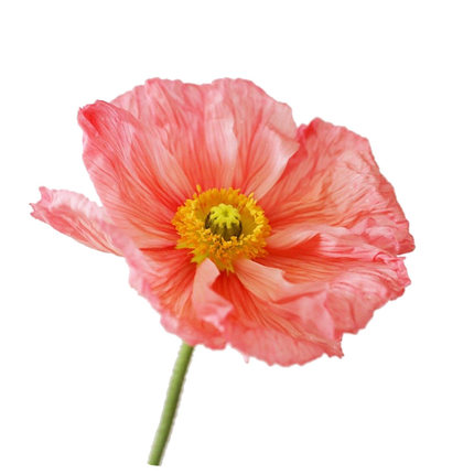 [农场花材合集]植物图书馆全国鲜切插花农场花材室内瓶花礼物