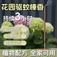 花园驱蚊棒香户外艾草艾叶蚊香棒驱蚊蝇蚊香酒店饭店室外庭院别墅